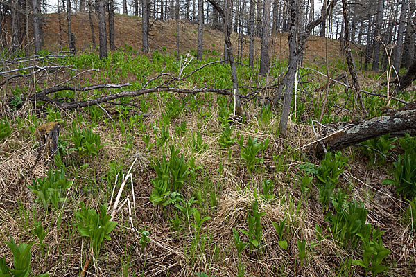 Grüner Germer (Veratrum lobelianum)