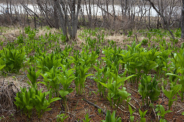 Grüner Germer (Veratrum lobelianum)