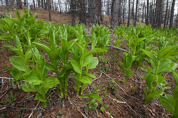 Grüner Germer (Veratrum lobelianum)