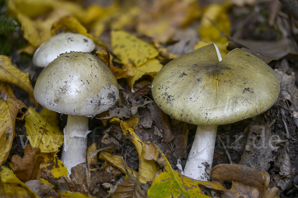 Grüner Knollenblätterpilz (Amanita phalloides)