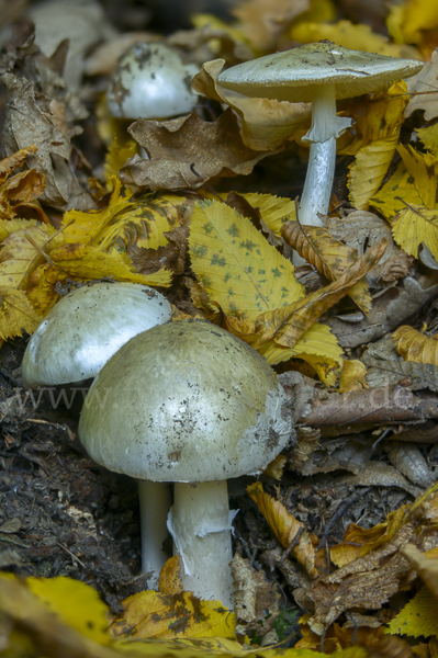 Grüner Knollenblätterpilz (Amanita phalloides)