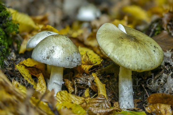 Grüner Knollenblätterpilz (Amanita phalloides)