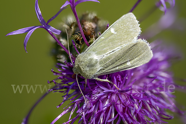 Grüneule (Calamia tridens)