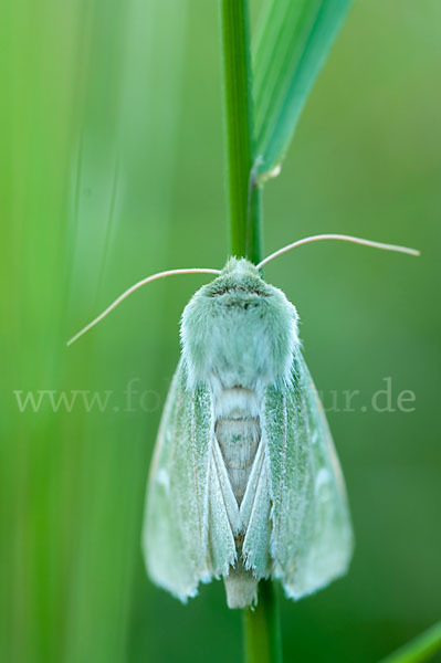 Grüneule (Calamia tridens)