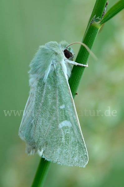 Grüneule (Calamia tridens)