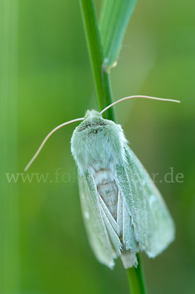 Grüneule (Calamia tridens)