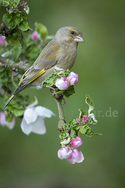 Grünfink (Carduelis chloris)