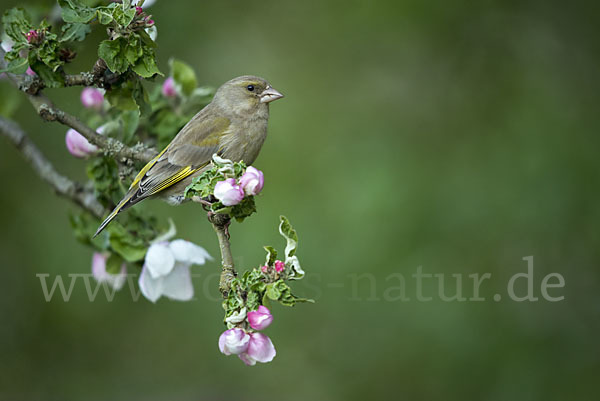 Grünfink (Carduelis chloris)