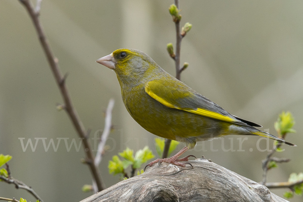 Grünfink (Carduelis chloris)