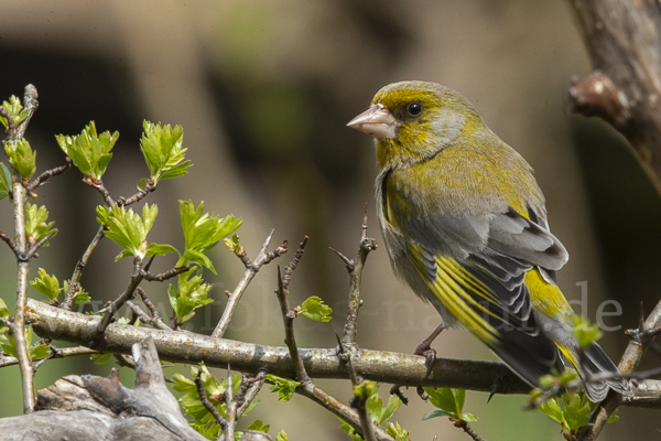 Grünfink (Carduelis chloris)