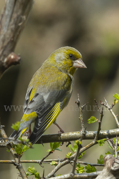 Grünfink (Carduelis chloris)