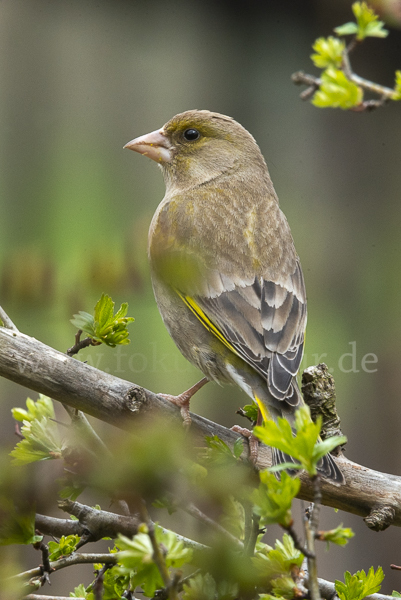 Grünfink (Carduelis chloris)