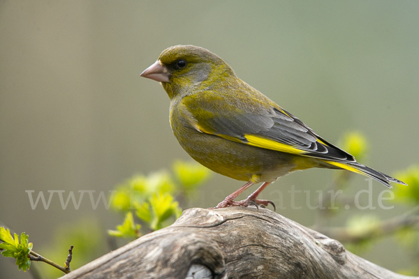 Grünfink (Carduelis chloris)