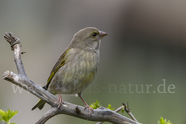 Grünfink (Carduelis chloris)