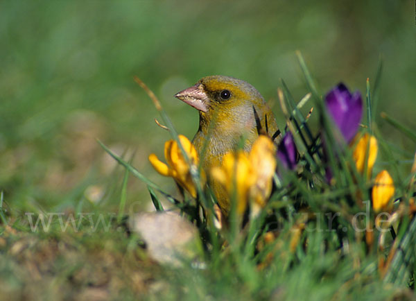 Grünfink (Carduelis chloris)