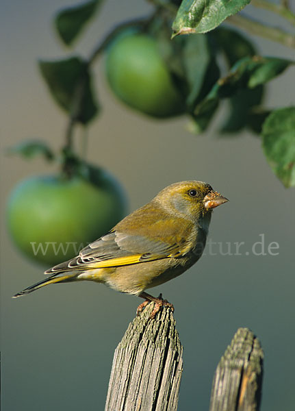 Grünfink (Carduelis chloris)