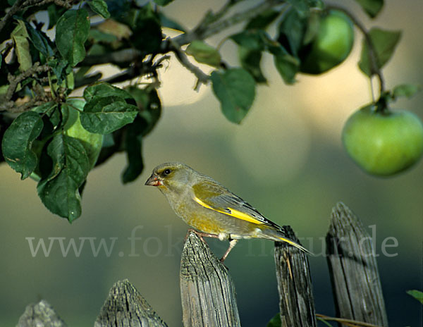 Grünfink (Carduelis chloris)