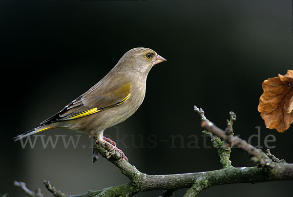 Grünfink (Carduelis chloris)