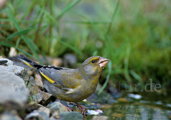 Grünfink (Carduelis chloris)