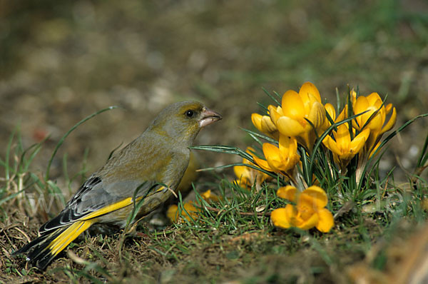 Grünfink (Carduelis chloris)