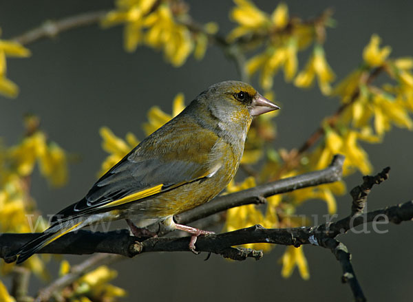 Grünfink (Carduelis chloris)