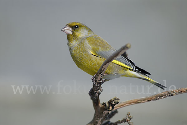 Grünfink (Carduelis chloris)