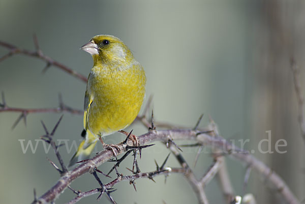 Grünfink (Carduelis chloris)