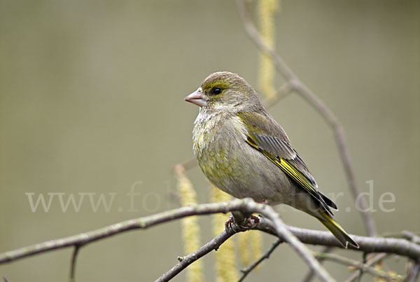 Grünfink (Carduelis chloris)