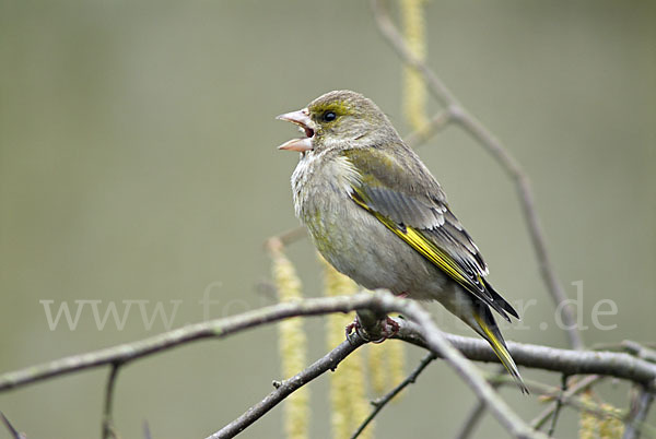 Grünfink (Carduelis chloris)