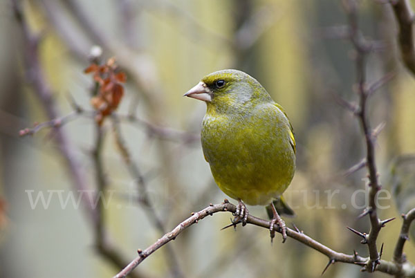 Grünfink (Carduelis chloris)