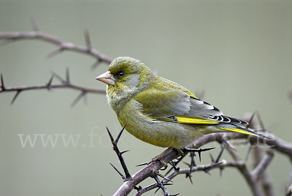 Grünfink (Carduelis chloris)