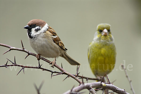 Grünfink (Carduelis chloris)