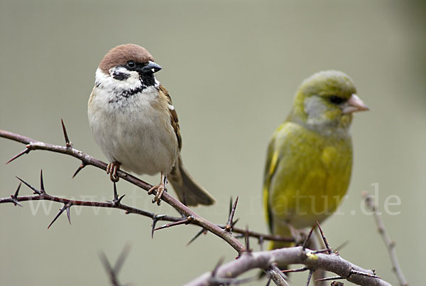 Grünfink (Carduelis chloris)