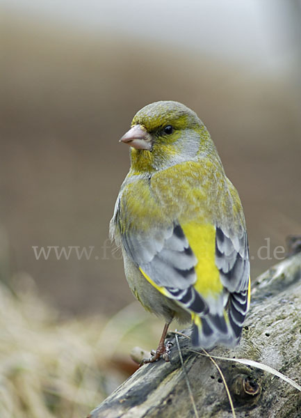 Grünfink (Carduelis chloris)