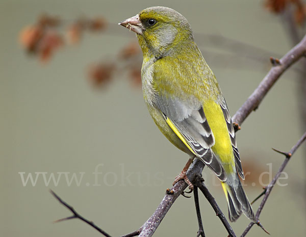 Grünfink (Carduelis chloris)