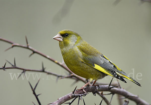 Grünfink (Carduelis chloris)