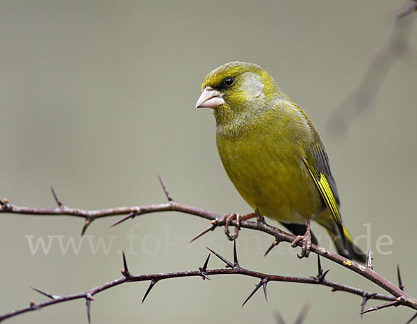 Grünfink (Carduelis chloris)