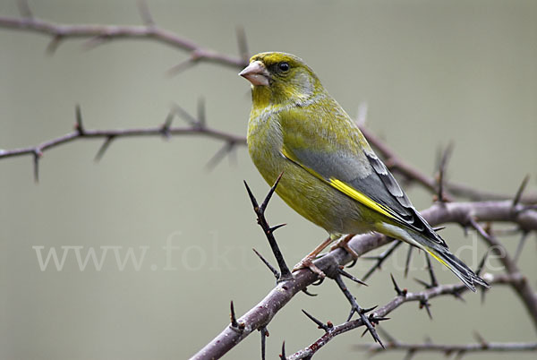 Grünfink (Carduelis chloris)