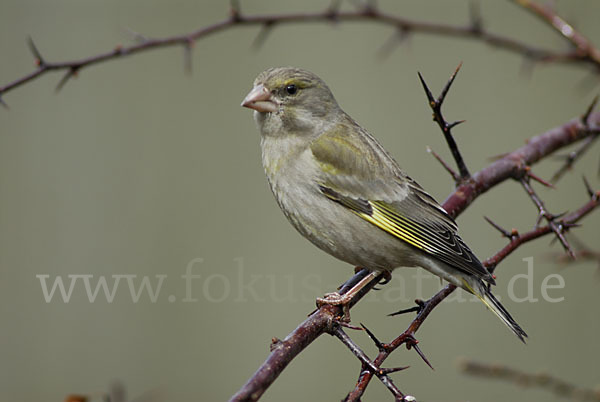 Grünfink (Carduelis chloris)