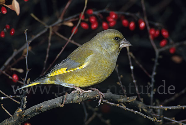 Grünfink (Carduelis chloris)