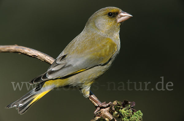 Grünfink (Carduelis chloris)