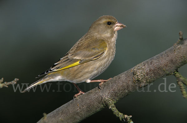 Grünfink (Carduelis chloris)