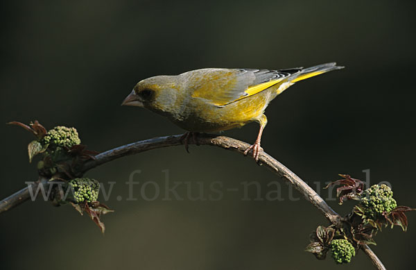 Grünfink (Carduelis chloris)