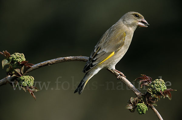 Grünfink (Carduelis chloris)