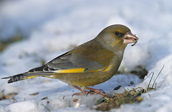 Grünfink (Carduelis chloris)