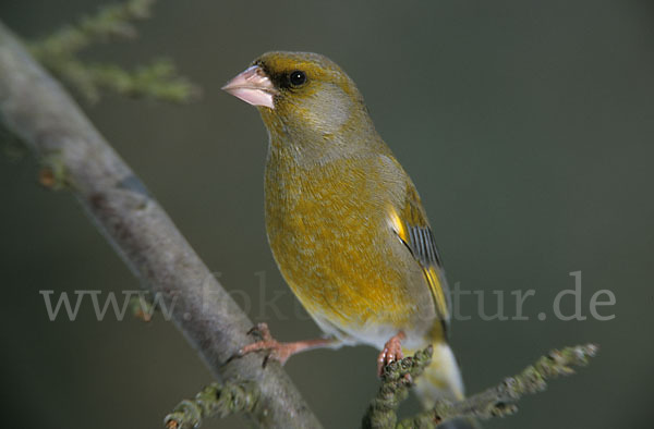 Grünfink (Carduelis chloris)