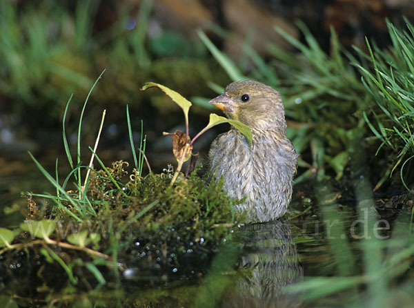 Grünfink (Carduelis chloris)