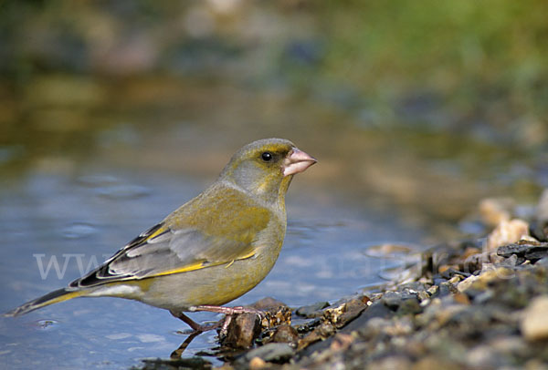 Grünfink (Carduelis chloris)