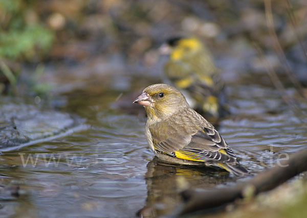 Grünfink (Carduelis chloris)