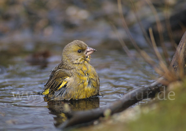 Grünfink (Carduelis chloris)